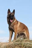 MALINOIS 089